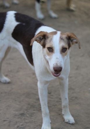 Benna, geb. ca. 01/2024, lebt in GRIECHENLAND, auf einer privaten Pflegestelle