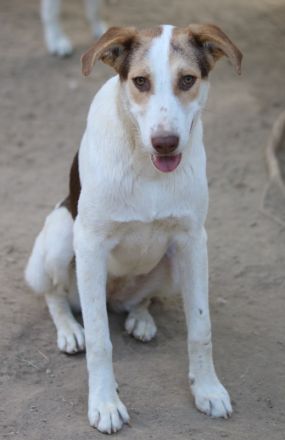 Benna, geb. ca. 01/2024, lebt in GRIECHENLAND, auf einer privaten Pflegestelle