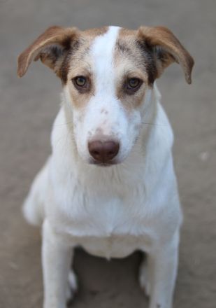 Benna, geb. ca. 01/2024, lebt in GRIECHENLAND, auf einer privaten Pflegestelle