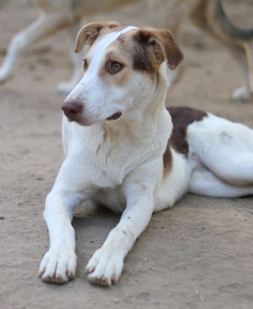 Benna, geb. ca. 01/2024, lebt in GRIECHENLAND, auf einer privaten Pflegestelle
