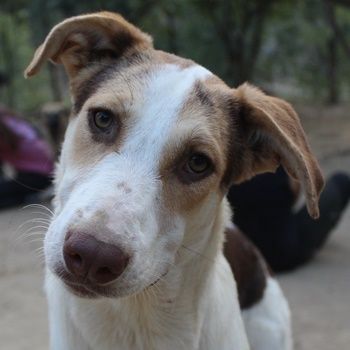 Benna, geb. ca. 01/2024, lebt in GRIECHENLAND, auf einer privaten Pflegestelle