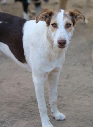 Benna, geb. ca. 01/2024, lebt in GRIECHENLAND, auf einer privaten Pflegestelle