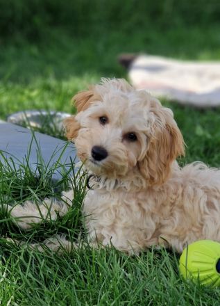 Wir haben hin und wieder zauberhafte Hybridhündchen