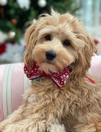 Wir haben hin und wieder zauberhafte Hybridhündchen