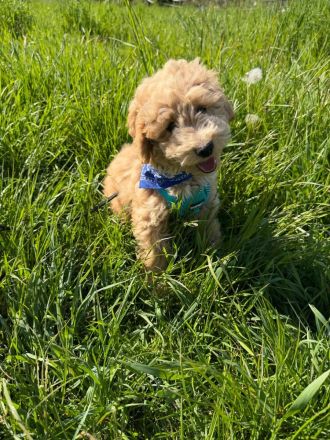 Zauberhafte Maltipoo