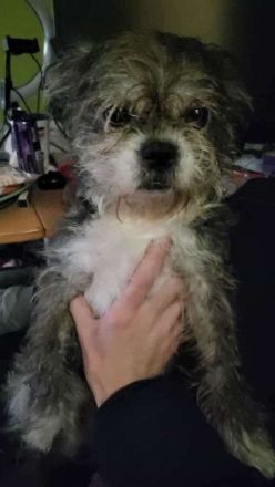 Betreff: Suche liebevolles Zuhause für meine Hündin Helge