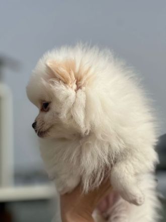 Zwergspitz Pomeranian Welpen