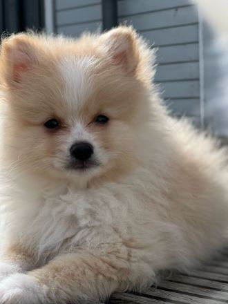 Zwergspitz Pomeranian Welpen