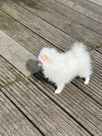 Zwergspitz Pomeranian Welpen