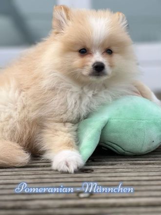 Zwergspitz Pomeranian Welpen