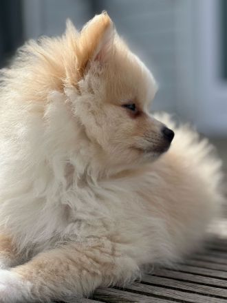 Zwergspitz Pomeranian Welpen