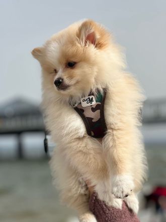 Zwergspitz Pomeranian Welpen