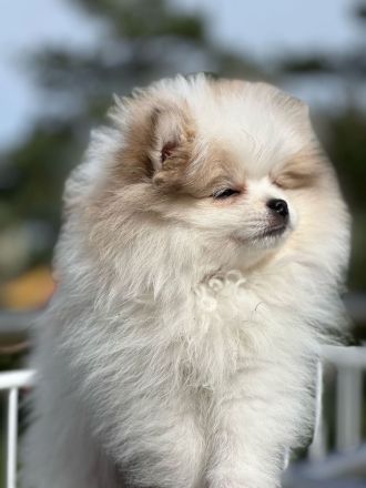 Zwergspitz Pomeranian Welpen