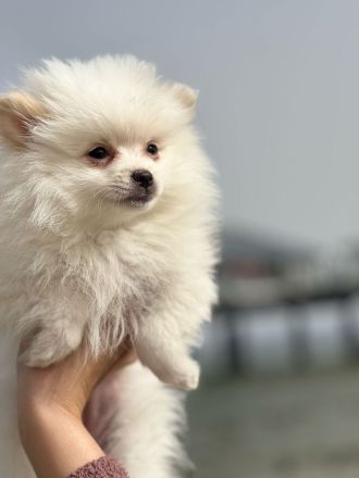 Zwergspitz Pomeranian Welpen