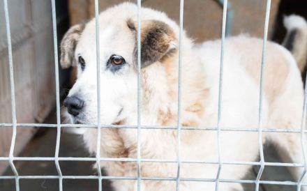 Erfahrenes, ländliches Zuhause gesucht für unseren Efran...