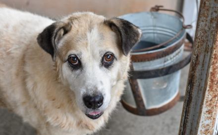 Erfahrenes, ländliches Zuhause gesucht für unseren Efran...