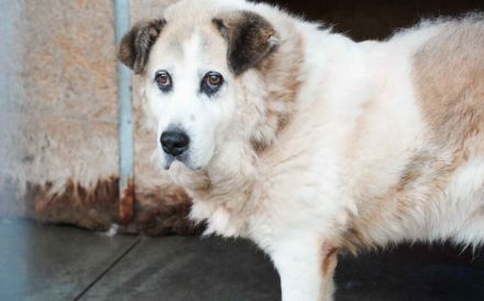 Erfahrenes, ländliches Zuhause gesucht für unseren Efran...