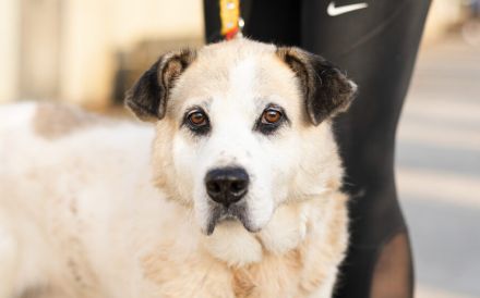 Erfahrenes, ländliches Zuhause gesucht für unseren Efran...