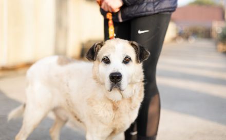 Erfahrenes, ländliches Zuhause gesucht für unseren Efran...