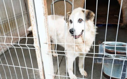 Erfahrenes, ländliches Zuhause gesucht für unseren Efran...