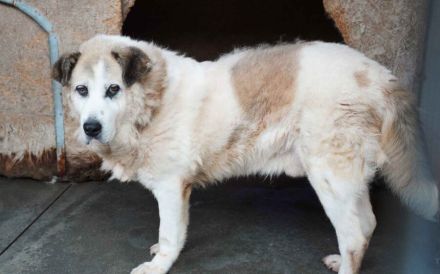 Erfahrenes, ländliches Zuhause gesucht für unseren Efran...