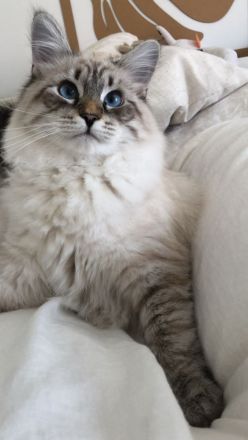 Deckkater Neva Masquarade