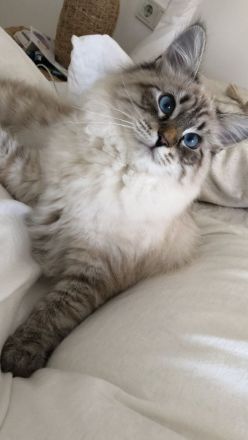 Deckkater Neva Masquarade