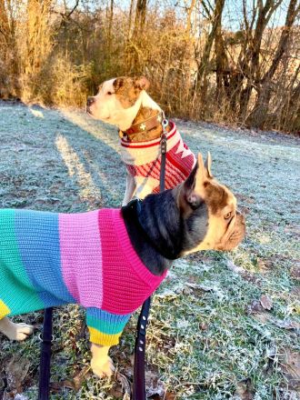 Französisch bulldog verkaufen