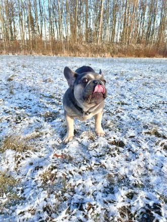 Französisch bulldog verkaufen