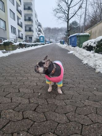 Französisch bulldog verkaufen