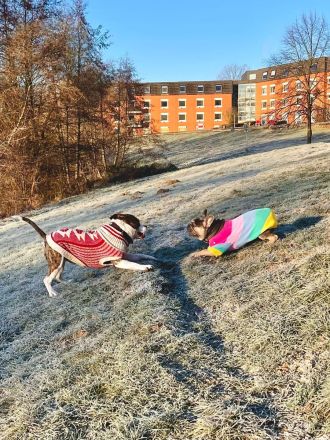 Französisch bulldog verkaufen