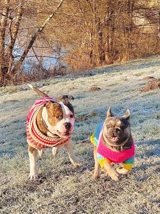 Französisch bulldog verkaufen