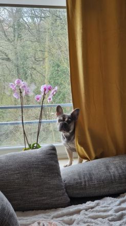 Französisch bulldog verkaufen