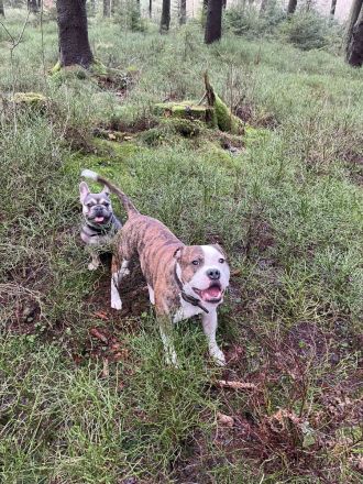 Französisch bulldog verkaufen