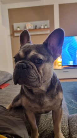 Französisch bulldog verkaufen