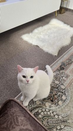 Simon sucht ein neues Zuhause