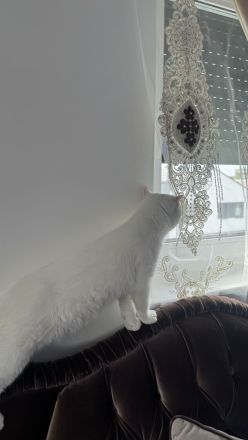 Simon sucht ein neues Zuhause