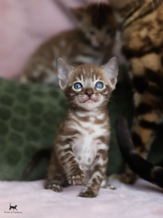 Bengalen Pride of Panthera