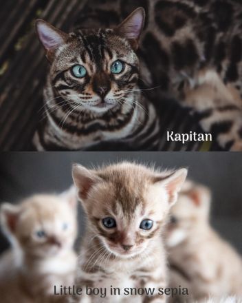 Bengalen Pride of Panthera