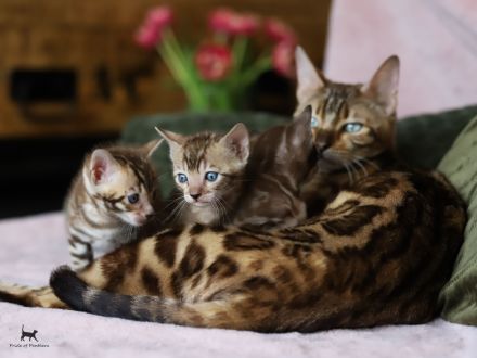 Bengalen Pride of Panthera