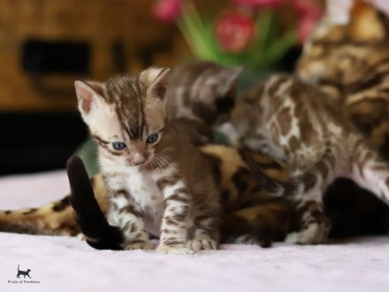 Bengalen Pride of Panthera