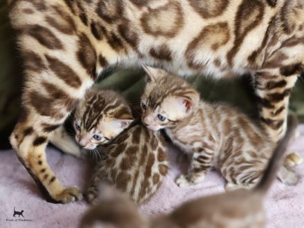 Bengalen Pride of Panthera