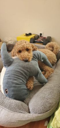 Wunderbarer Großpudel Rüde 5 Jahre