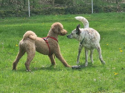 Wunderbarer Großpudel Rüde 5 Jahre