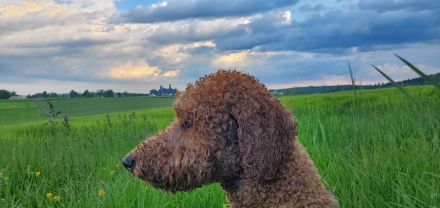 Wunderbarer Großpudel Rüde 5 Jahre