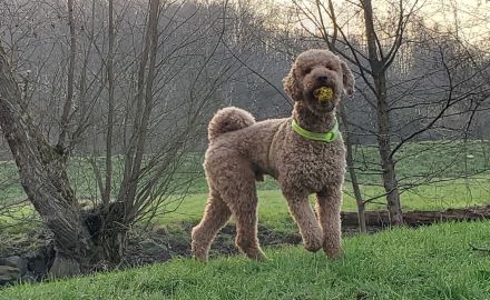 Wunderbarer Großpudel Rüde 5 Jahre