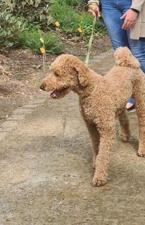 Wunderbarer Großpudel Rüde 5 Jahre