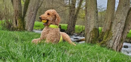 Wunderbarer Großpudel Rüde 5 Jahre