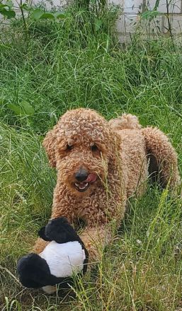 Wunderbarer Großpudel Rüde 5 Jahre