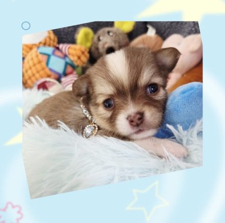 2 kleine Chihuahuas haben ihre Köfferchen gepackt
